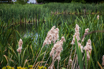 Sticker - grass in the field lake