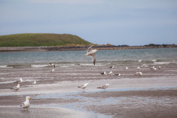 Sticker - seagulls on the beach