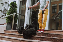 Adult Male Standing On Steps With Two Black Scotch Terriers