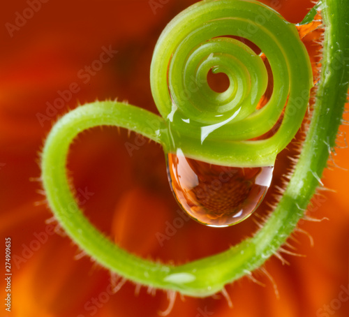 water drop on a flower - macro photo