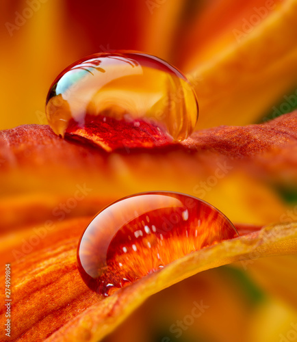 water drop on a flower - macro photo