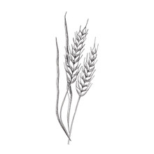 Wheat Sketch. Hand Drawn Spike Of Wheat. Sketch Style Illustration, Isolated On White Background.