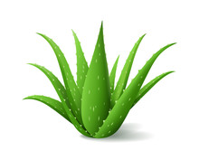 Aloe Vera Bush, Realistic Green Plant, Green Aloe Leaves And Stems Isolated On White Background, Vector Illustration