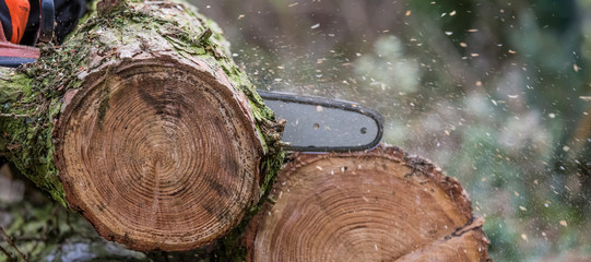 logs are cut with a chainsaw.