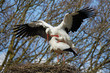 Two storks on a nest