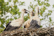 Three young storks on a nest