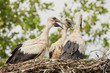 Three young storks on a nest