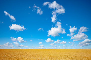 Wheat field summer sunny day under cloudy blue sky