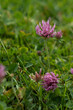 purple clover flower in a field