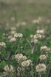 white clover flowers in a field