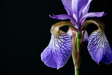 Close Up Of Purple Iris Flower On Black Background