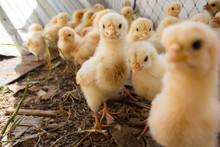 Many Chicks Were Kept In Farms.