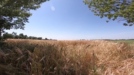 Wall Mural - Field of ripe wheat on a sunny day