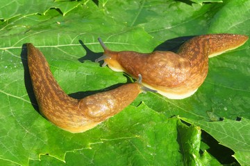 Slugs on green leaves