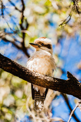 Kookaburra spotted in a tree in Sydney