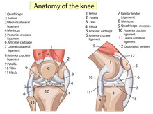 Anatomy. Structure Knee Joint Vector Set Text