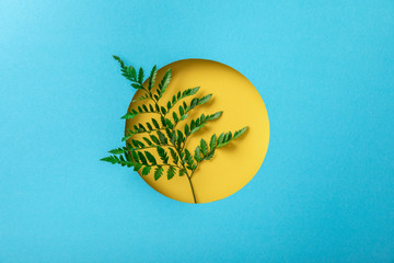 Canvas Print - green fern leaf in yellow round hole on blue paper