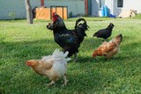 Fototapeta Psy - free range chicken