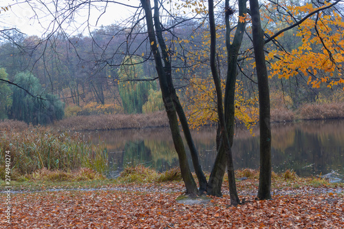 Autumn landscape of the forest on the shore of the lake