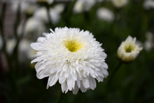 White Terry Chamomile On The Flower Bed In The Garden