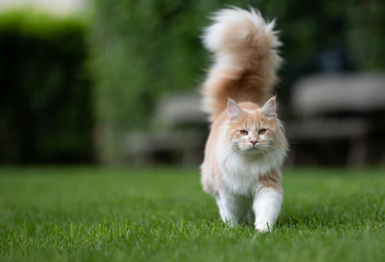 beige white maine coon cat with extremely big fluffy tail walking towards camera on green grass in the  back yard in front of wooden benches in blurry background looking at camera