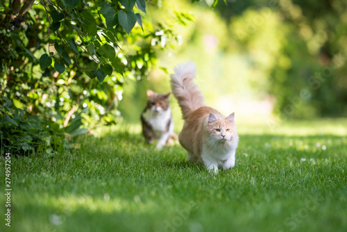 Front View Of A Beige White Maine Coon Cat Walking Away From Tabby