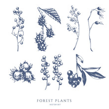 Vector Collection Of Forest Nuts And Berries. Bramble, Blueberry, Hazelnut. Hand Drawn Sketch.