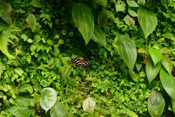 Wall Mural - amazonian jungle flowers with black and yellow butterfly