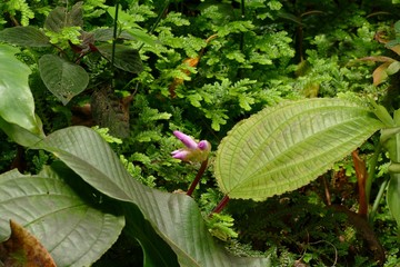 Wall Mural - amazonian jungle flowers