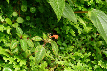 Wall Mural - amazonian jungle flowers