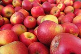 Fototapeta Kuchnia - Full frame close up of pile red yellow apples wellant