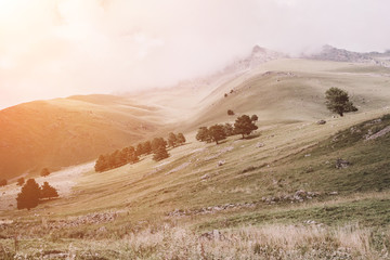 Panorama view of forest and mountains scenes in national park Dombay