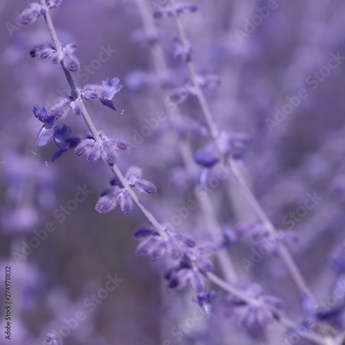 Lavender flower on the field.