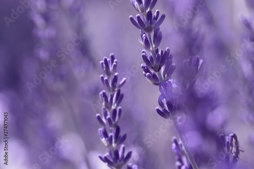 Lavender flower on the field.