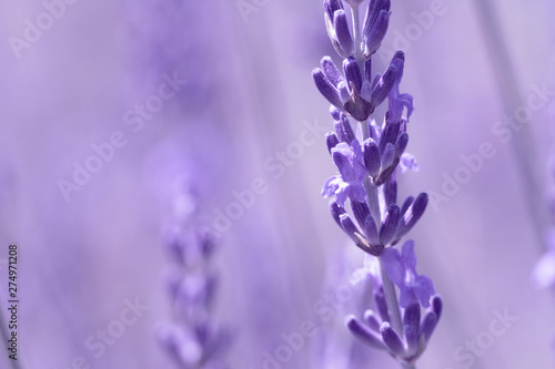 Lavender flower on the field.
