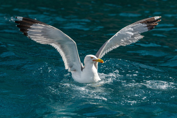 Wall Mural - Gull hunting down fish