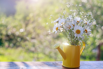 In summer or spring a beautiful garden with daisy flowers of the valley in a watering can outdoors on a wooden surface ..