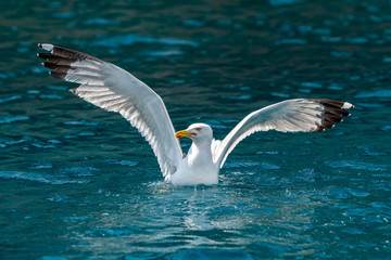 Wall Mural - Gull hunting down fish