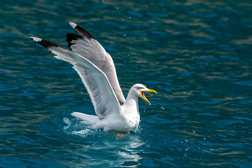 Wall Mural - Gull hunting down fish