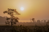 Fototapeta Sawanna - Sunrise on a foggy morning in the Florida fields