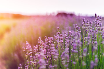 Field of organic lavender flowers , summer concept, farm which produces lavender oil