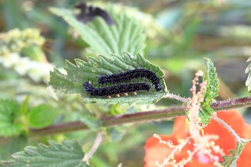 Sticker - caterpillar on leaf