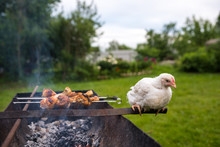 Lucky Day For Chicken. Chicken Bbq, Farm Life. Сhicken Looks Like Grilled Chicken. Frustrated Chicken