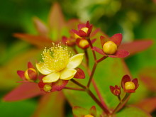 Close Up Of Yellow Hypericum Flower And Buds And Red Stalks
