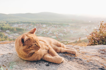 Wall Mural - Curious red cat and picnic in the countryside