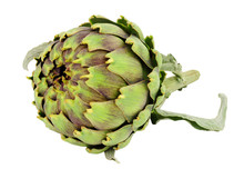 Fresh Raw Green Globe Artichoke Flower Bud Isolated On A White Background