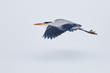 Heron in flight during a snow shower