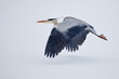 Heron in flight during a snow shower