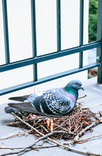 Pigeon Hatching Eggs In A Nest Built On The Balcony Of An Apartment.
