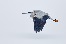 Heron In Flight During A Snow Shower
